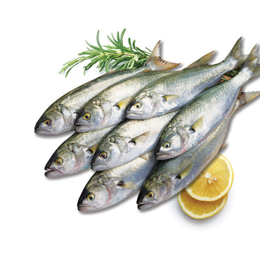 Moda Dondurulmuş Mavi Balık (Donuk Lufer), Doğal Yakalanmış, İçi Çıkarılmış, 2 lbs (907g)