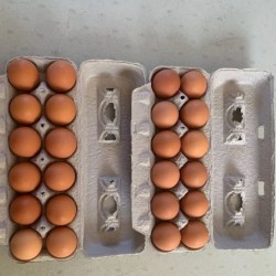 Amish Brown Eggs Lapp Valley 12pc