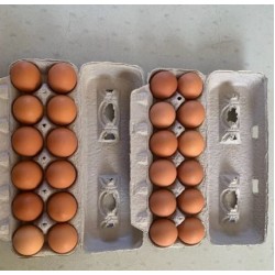 Amish Brown Eggs Lapp Valley 12pc